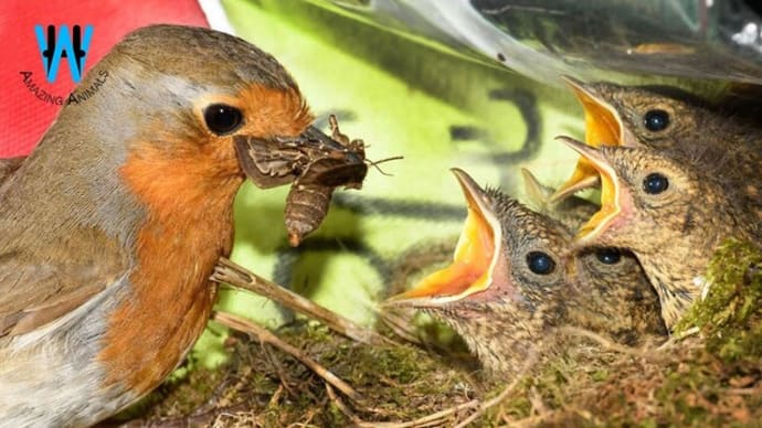 European Robin Or Red Robin Life Cycle (From Breeding To Fledgling)