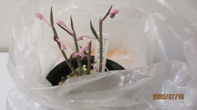 モナデニウム・ルベルムを植替え