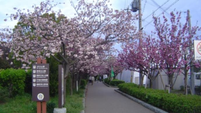 播磨町「であいのみち」の八重桜