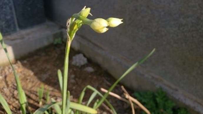 2月3日節分追儺会のお知らせ