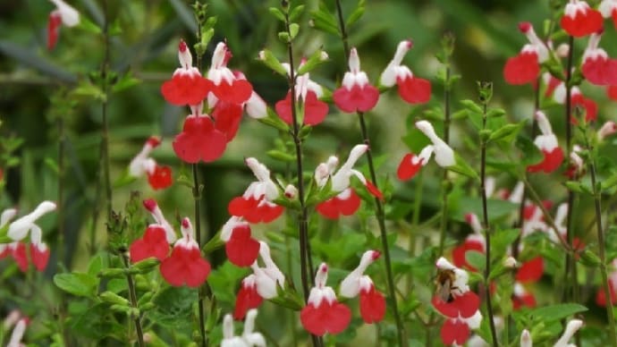 「モナの丘」では「チェリーセイジ」が舌形の真紅の花を！！