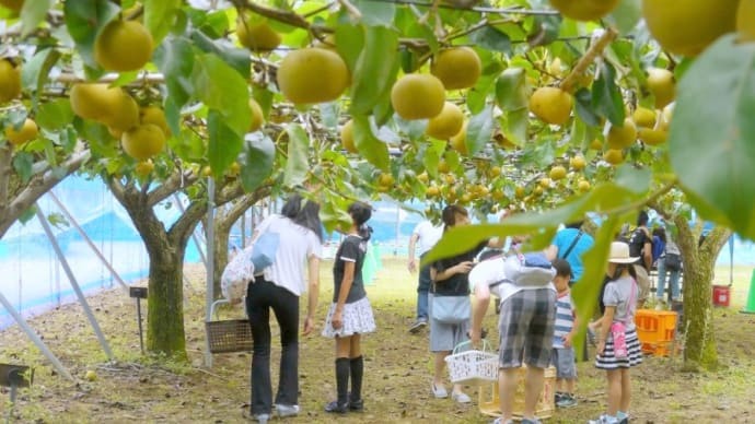 埼玉県農林公園・・・農産物収穫体験・・・本日は梨・・・「幸水」