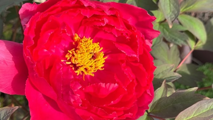 庭の花々が開花🌸
