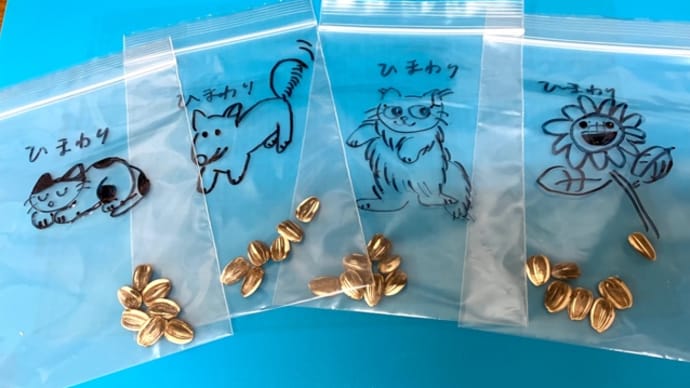 ひまわりのタネ 筑紫野市原田 のりこキッズマム歯科医院