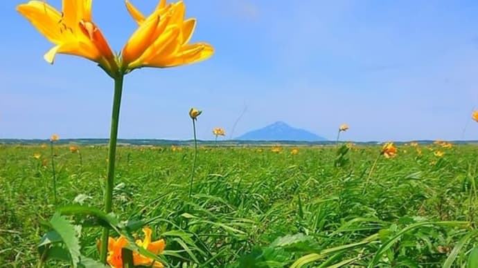 【6月25日(日)は、湿原さんぽ!】