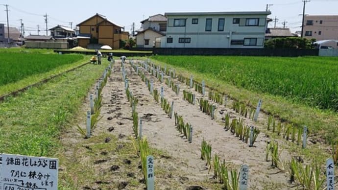 花しょうぶの植替え