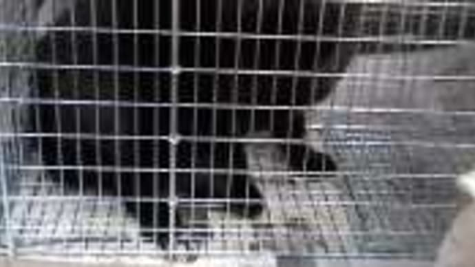 鉄さま捕獲成功