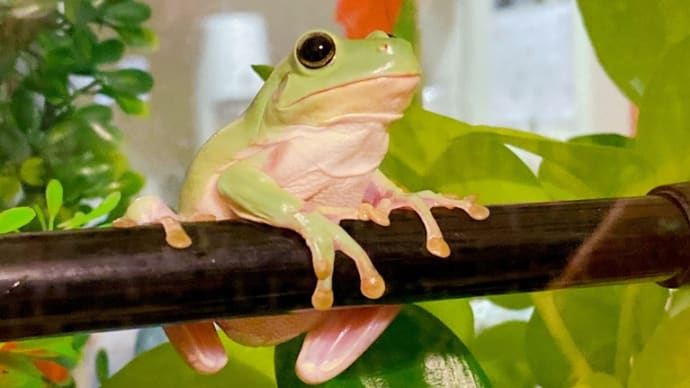 メアリーちゃん🐸☆