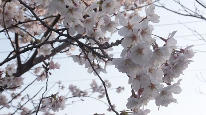 ４０３、４月８日　桜満開。入学式。　とても新鮮に、感じられる一日でした。　一枚板と木の家具の専門店エムズファニチャーです。