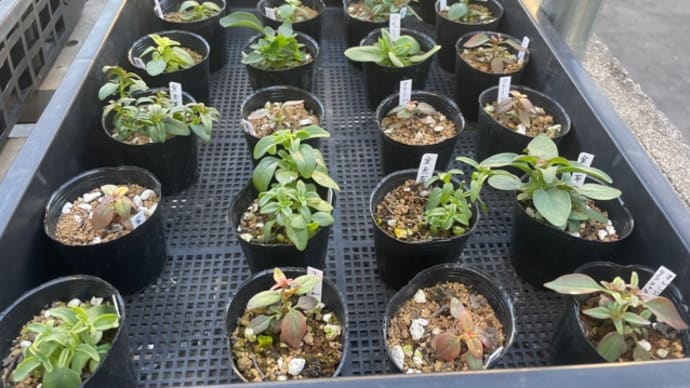 植替え効果