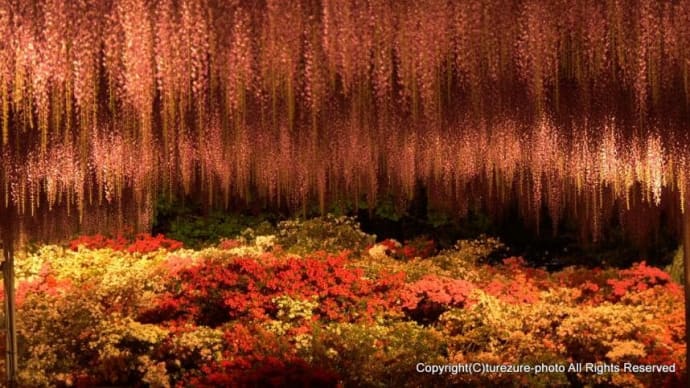 2024あしかがフラワーパーク・藤の花物語 ライトアップ