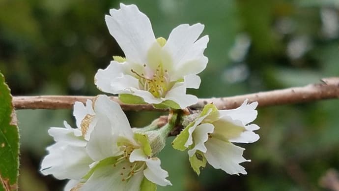 大阪冬桜・開花中10.06