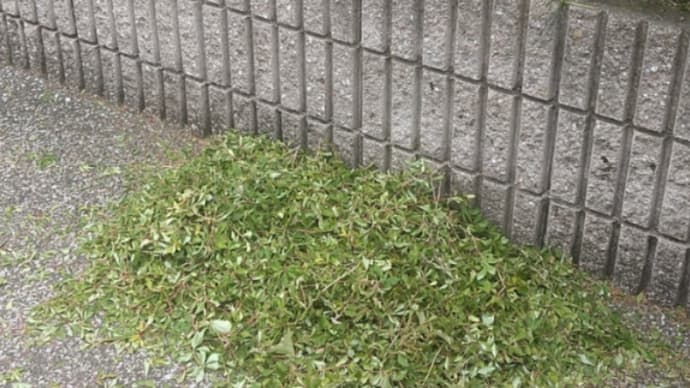 生垣(ドウダンツツジ)の剪定