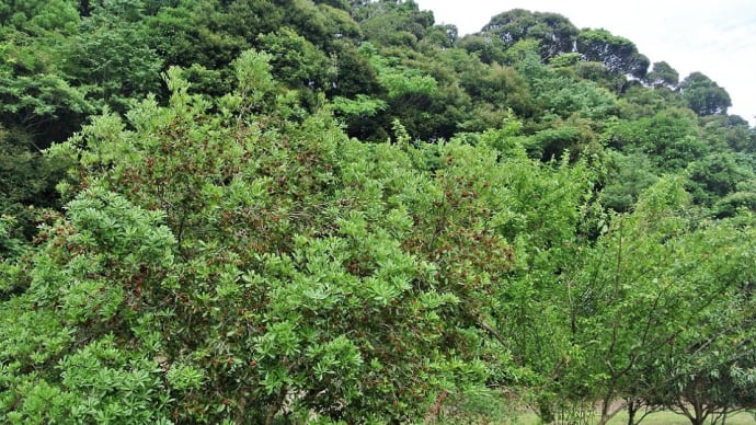 我が家の果樹園、プラムを収穫してコキアを植えました。