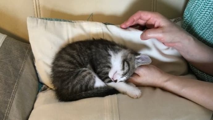 それぞれのおうちへ(かんたとこまち、つづきのあの子)