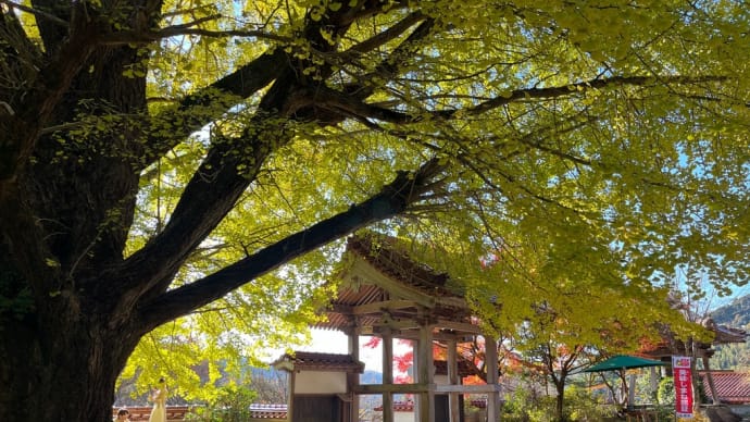 冬の入り口紅葉納め