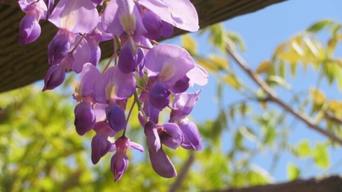 藤の花&出会いの季節
