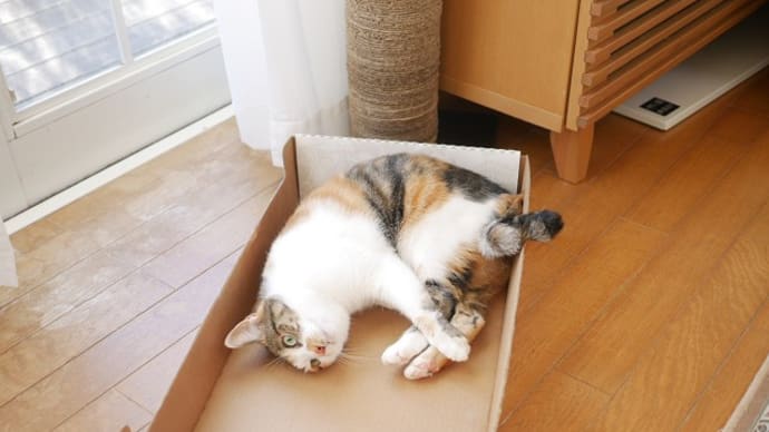 ねねちゃんもお気に入り段ボール