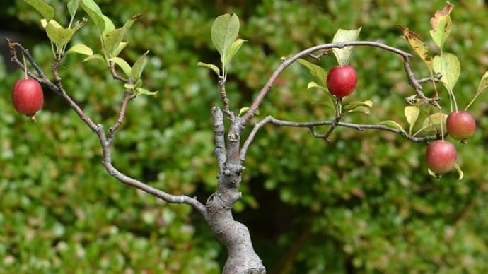 鉢植えの「姫リンゴ」(2)秋の果実