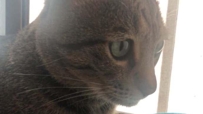    怠け癖   あくびも 感染る   相棒😸ニッ(^^)