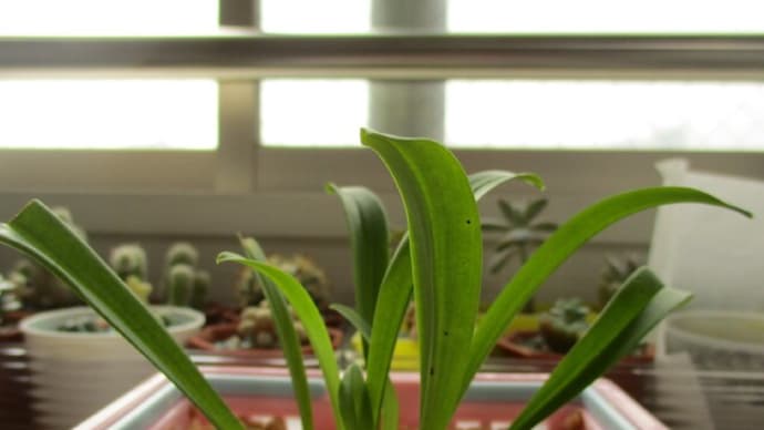 ドラキュラ・イナエクアリスの一週間