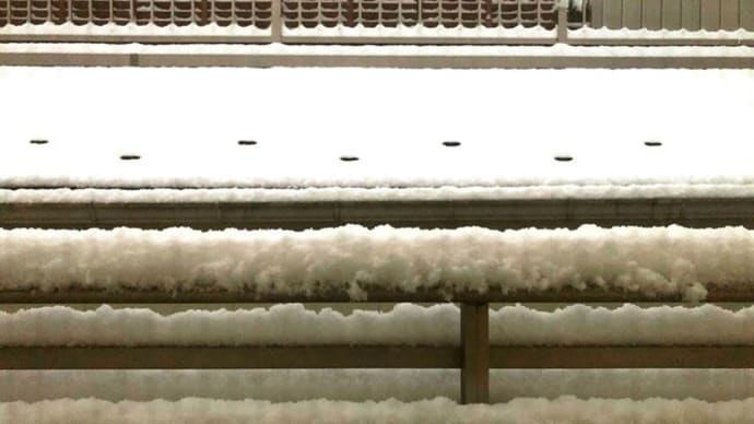 おっと・・外は雪⛄🐤