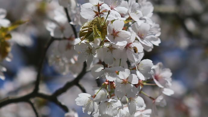 北海道の遅い春の桜13-2