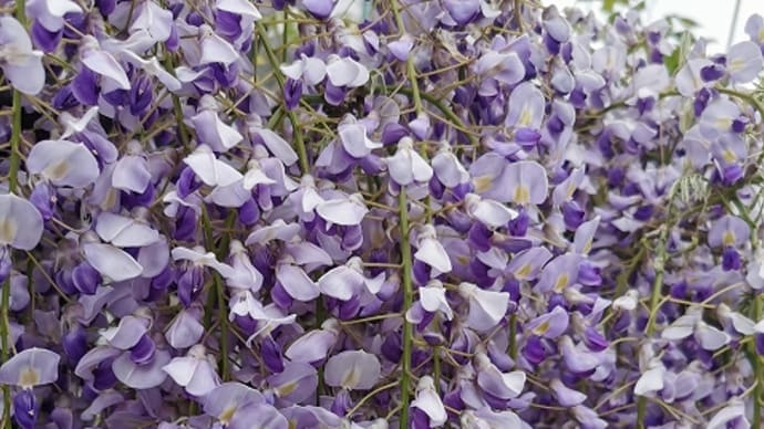 藤の花 / やっぱり怖い