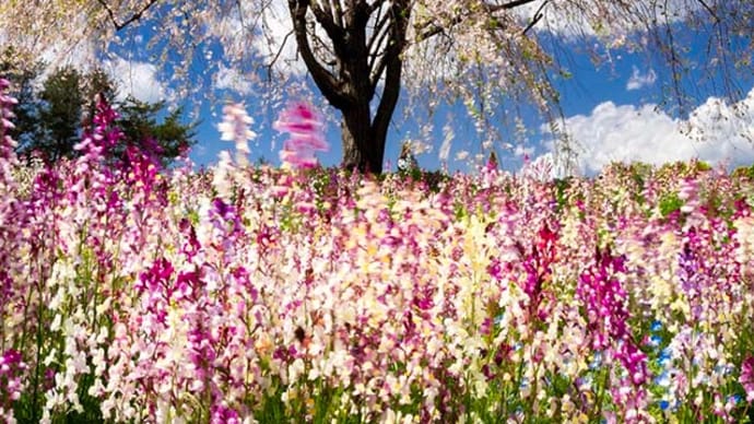 昭和記念公園の花々−1
