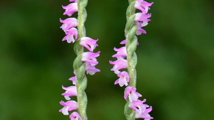 各種の鉢植えで咲いた「ネジバナ」