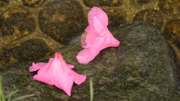 雨上がりの次の日、開成山公園に行って。