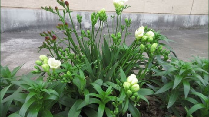 散歩・花