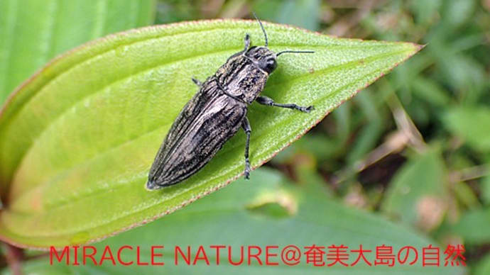 一寸早過ぎない?活動を開始したサツマウバタマムシ
