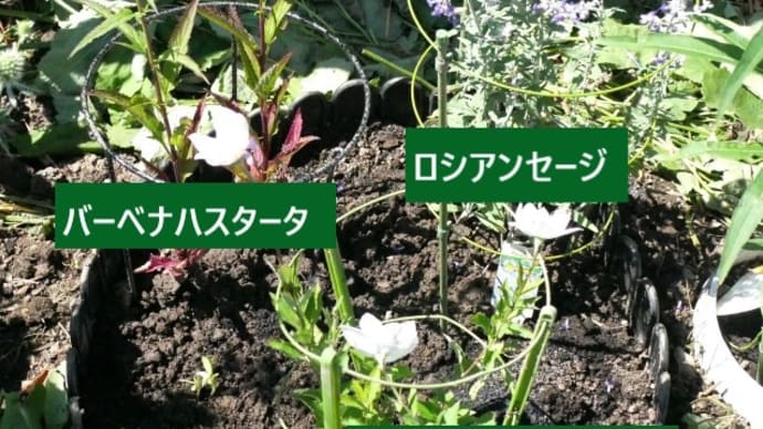 マイオロロンガーデンのミニ造園と7月半ばの様子