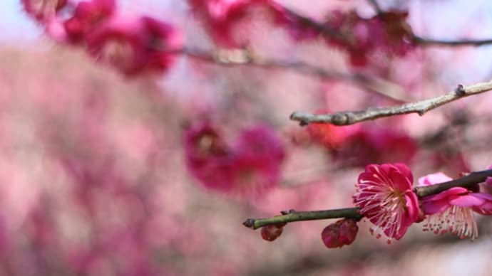 大中遺跡公園の梅・椿&白梅にメジロ