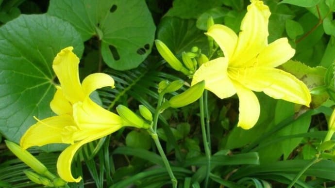 「ユウスゲ=夕菅」と「ニッコウキスゲ=日光黄菅」の花
