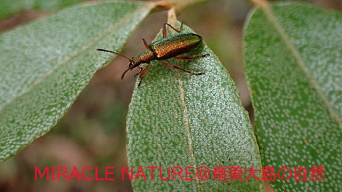 ピカピカの・・・
