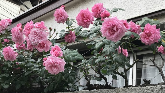 薔薇の散歩道・コロナワクチン予約完了