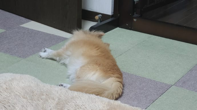 卵不足はもう解消されたのかな?