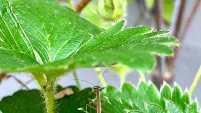 まだおります *カマキリ