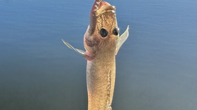 猛暑日の九十九里河川ハゼ釣査!今年の生育状況は?