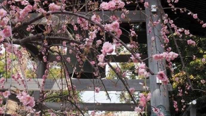 枝垂れ梅の咲く寺へ