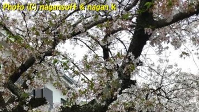 2025年、桜が綺麗だったってだけのネタ