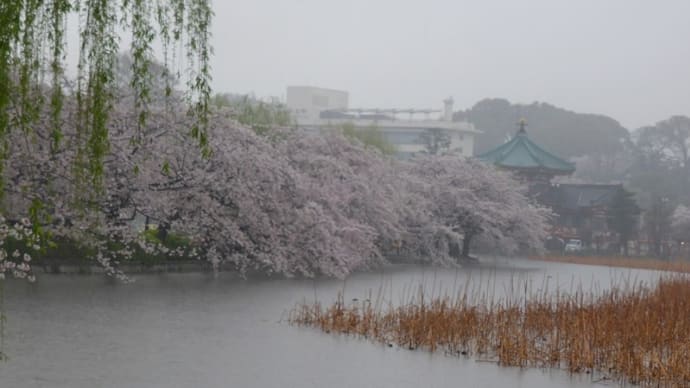 雨の不忍池の桜