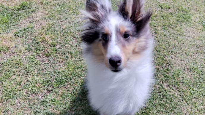 ランのドッグランデビュー🐕