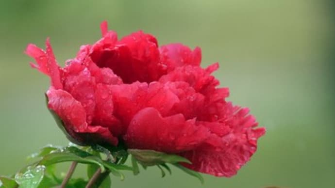 牡丹の花 (Ⅰ)