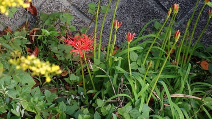 ヒガンバナが開花