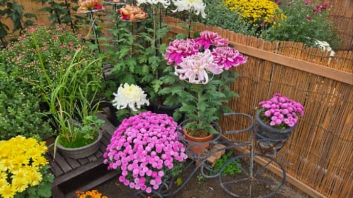 菊花展