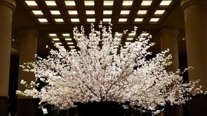 ロビーでお花見、啓翁桜