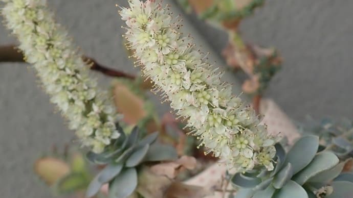 多肉植物 コモチレンゲ!花が咲きました 今後は増えるばかりです(>_<)